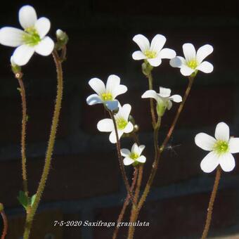 Saxifraga granulata