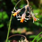 Tulbaghia montana - 