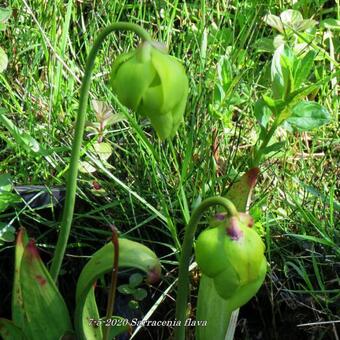 Sarracenia flava