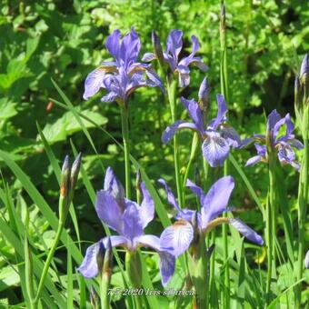 Iris sibirica