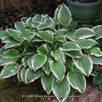 Hosta fortunei 'Aureomarginata'