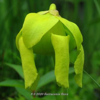 Sarracenia flava