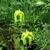 Sarracenia flava