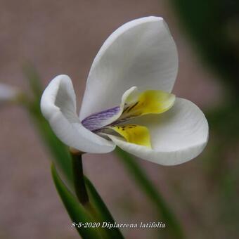 Diplarrena latifolia