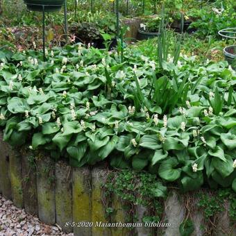 Maianthemum bifolium