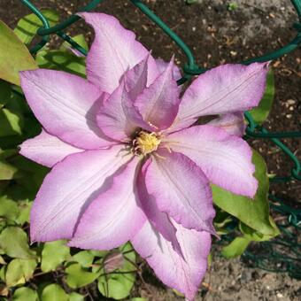 Clematis ‘Morning Star’