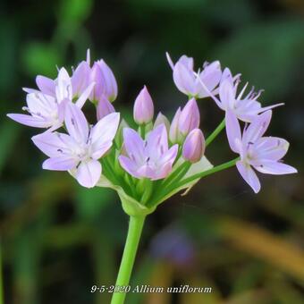 Allium uniflorum