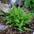 Asplenium trichomanes