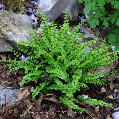 Braunstieliger Streifenfarn - Asplenium trichomanes