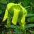 Sarracenia flava