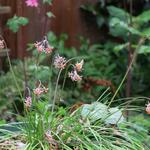 Tulbaghia montana - 