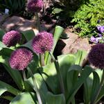 Allium 'Ostara' - 