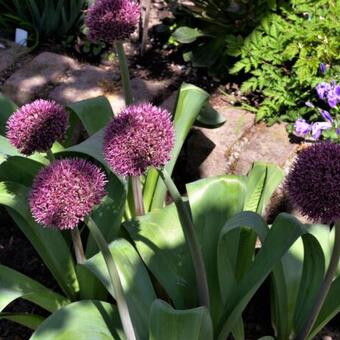 Allium 'Ostara'