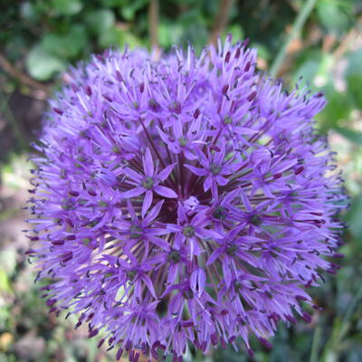 Allium - 