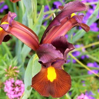 Iris hollandica 'Red Ember'