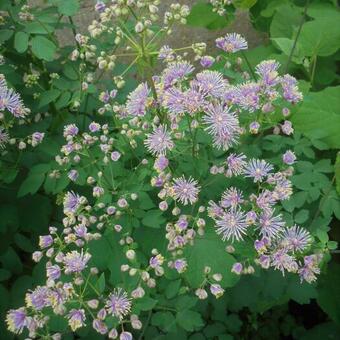 Thalictrum aquilegifolium 'Purpureum'