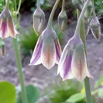 Allium siculum subsp. dioscoridis