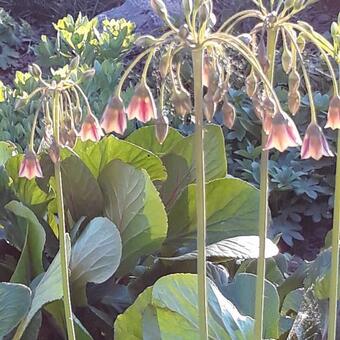 Allium siculum subsp. dioscoridis