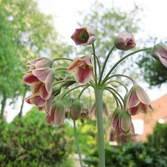 Allium siculum subsp. dioscoridis