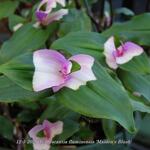 Tradescantia fluminensis 'Maiden's Blush' - 