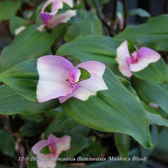 Tradescantia fluminensis 'Maiden's Blush'