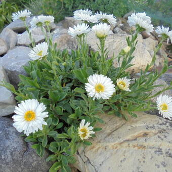 Aster alpinus 'Albus'