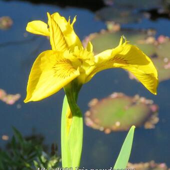 Iris pseudacorus