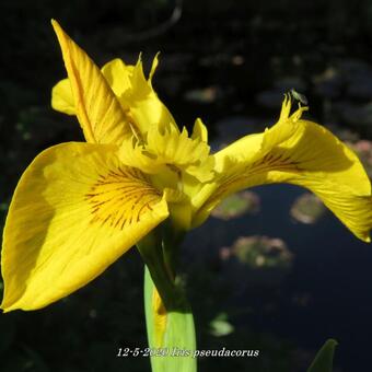 Iris pseudacorus