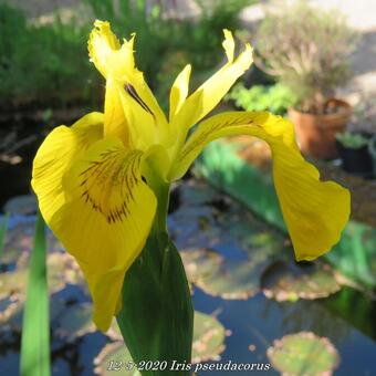 Iris pseudacorus