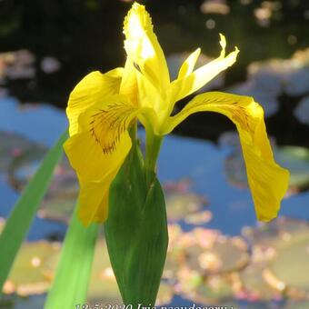 Iris pseudacorus