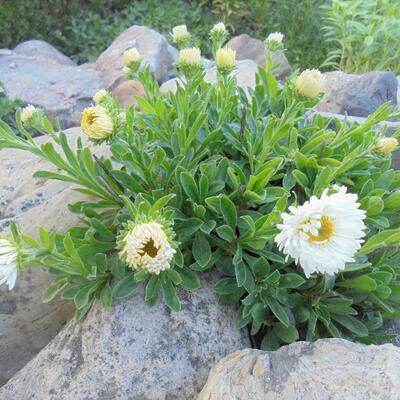 ASTER DES ALPES 'ALBUS' - Aster alpinus 'Albus'