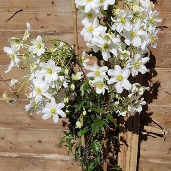 Clematis 'Early Sensation'