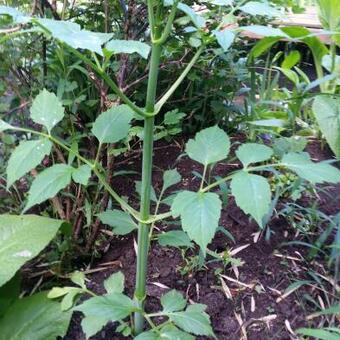 Dahlia imperialis  'Double White'