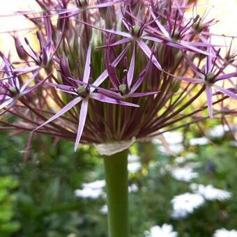 Allium schubertii