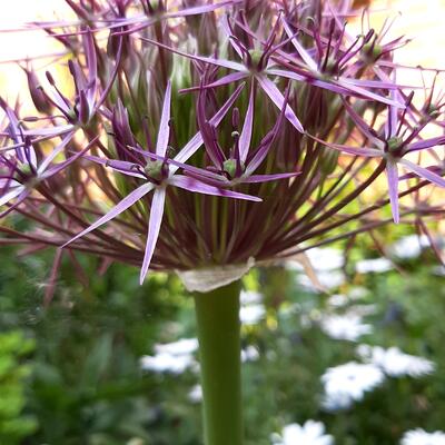 Allium schubertii - 