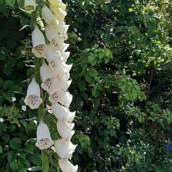 Digitalis purpurea ssp heywoodii