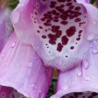 Digitalis purpurea ssp heywoodii