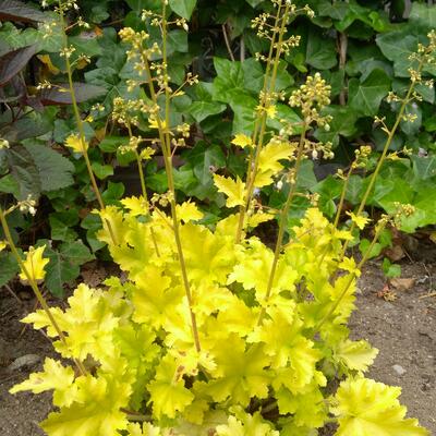 Heuchera 'Lime Marmalade' - Heuchera 'Lime Marmalade'