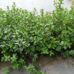 Thymus praecox 'Pseudolanuginosus' - 