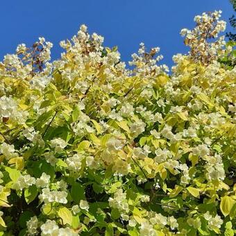 Philadelphus coronarius 'Aureus'