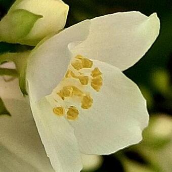 Philadelphus coronarius 'Aureus'