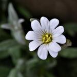 Cerastium tomentosum var. columnae - 