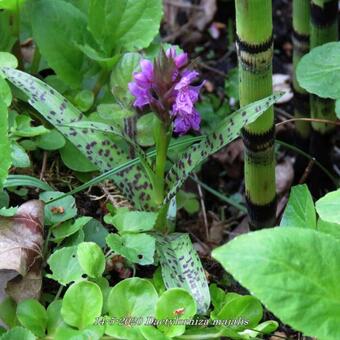 Dactylorhiza majalis