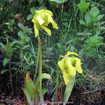 Sarracenia flava