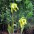 Sarracenia flava