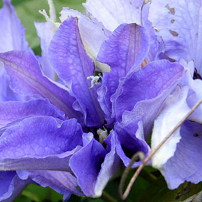 Clematis 'Königskind' - 