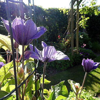 Clematis integrifolia  'Arabella'