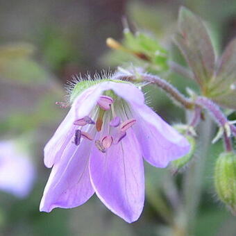 Geranium maculatum 'Espresso'