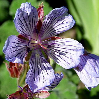 Geranium renardii 'Tcschelda'