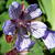 Geranium renardii 'Tcschelda'